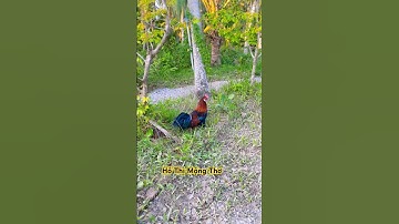 Hết Tết rồi, quay lại công việc thôi 🤭#hothimongtho #thomocaynam #tho71