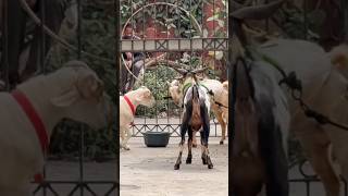 bakra eid special #bakra #funny #bakraeid #goat #qurbanvlogs #animals