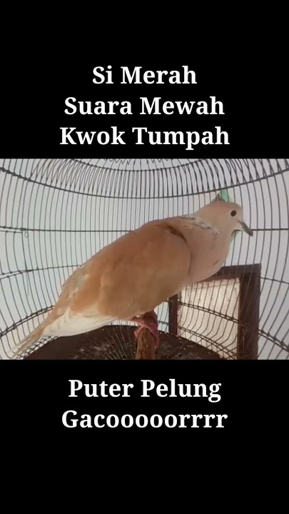 puter pelooong gacor merah
