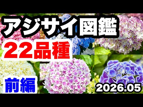 ◇4K 2026 Latest & Fastest: Introducing 22 Varieties🪴 - YouTube