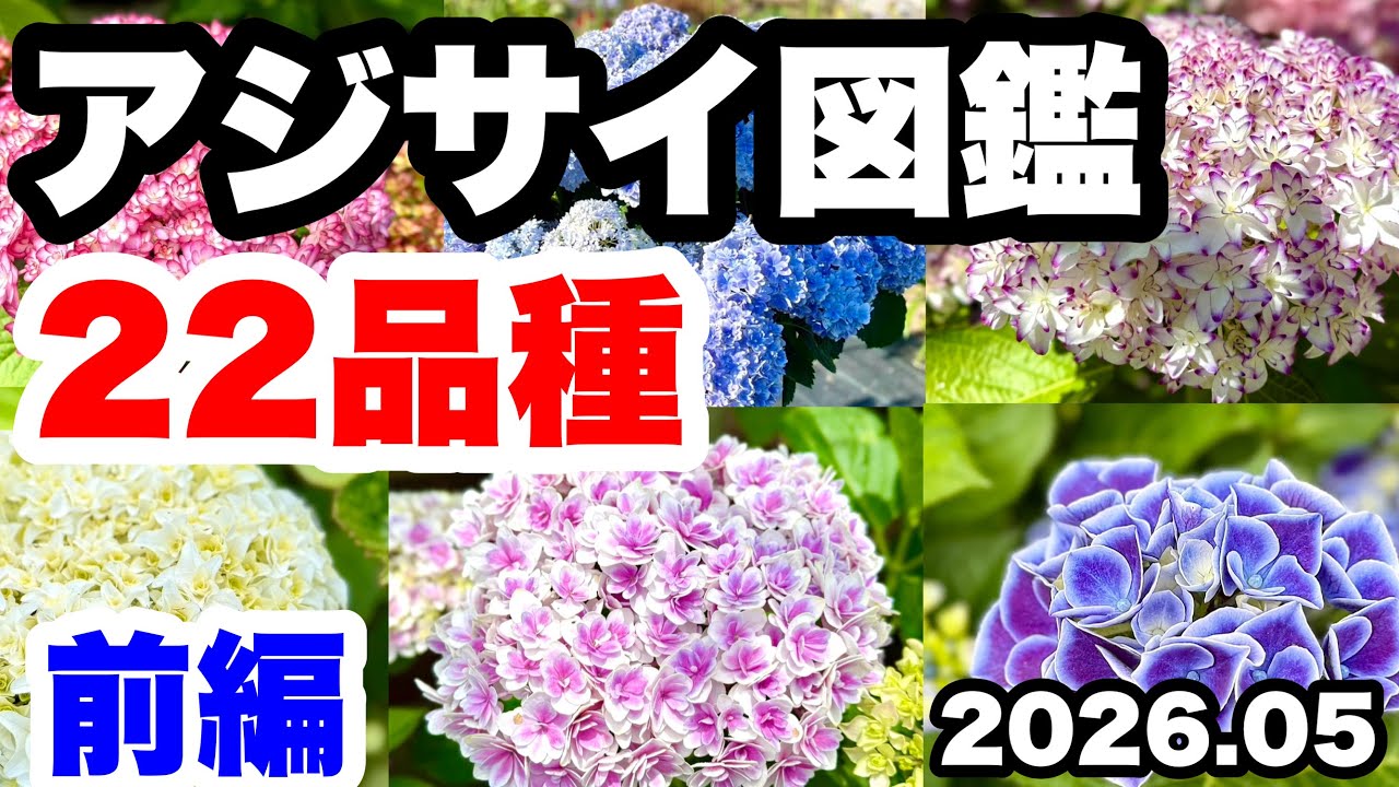 ◇4K 2026 Latest & Fastest: Introducing 22 Varieties🪴 - YouTube