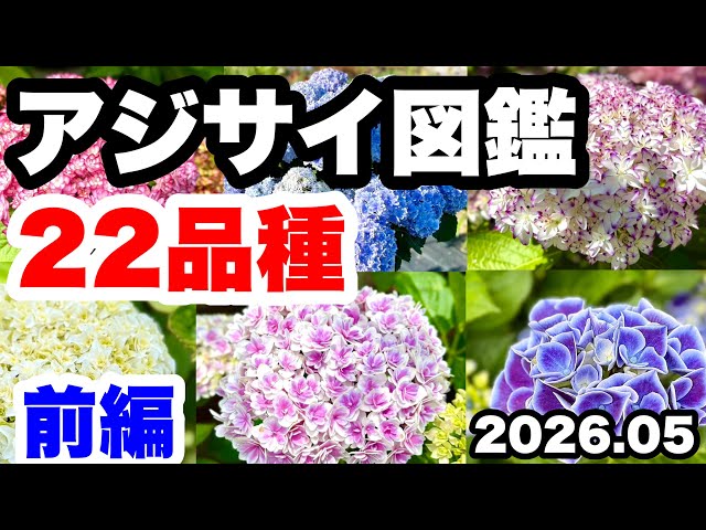 ◇4K 2026 Latest & Fastest: Introducing 22 Varieties🪴 - YouTube
