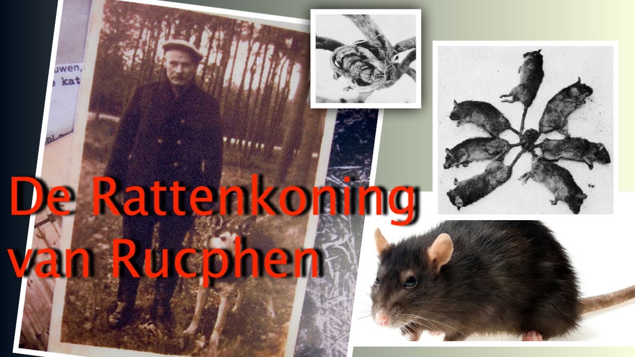 Rattenkoning Rattenkoning - YouTube