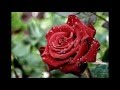 Една българска роза