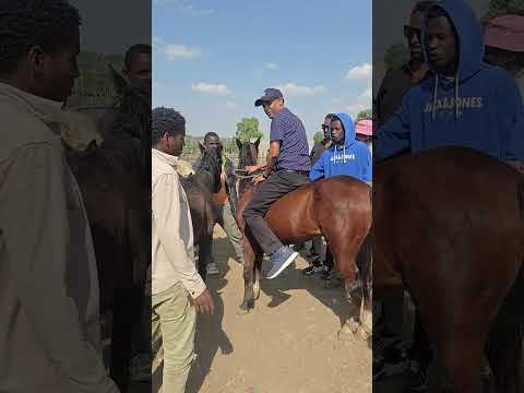 ማረቆ ልዩ ወረዳ ቆሼ ፈረስ ተራ ዋጋው 26 ሺህ ብር የተጠራለት ፈረስ ግልቢያ ሙከራዬን ይከታተሉ 