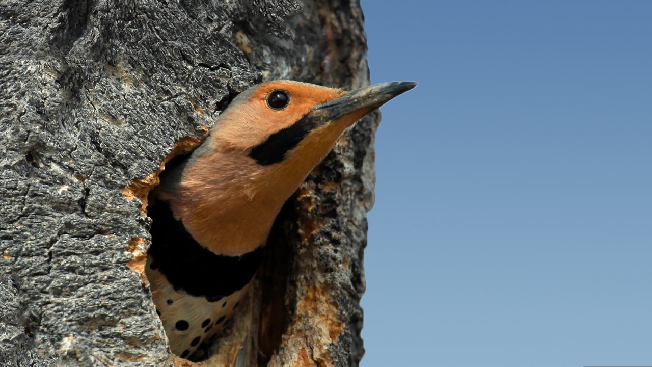 Looks like a Kiss NORTHERN FLICKER Woodpecker Pair (slow motion