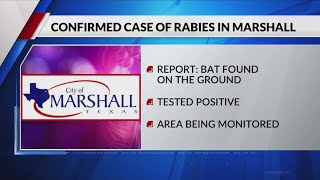 Bat tests positive for rabies in Marshall