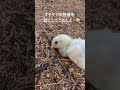 すやすやお昼寝中🐣見てるだけで癒される👀❤️#ひよこ #養鶏 #癒し #動物動画 #ショート動画 #農業 #畜産 #かわいいれる