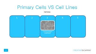 Primary cells culture