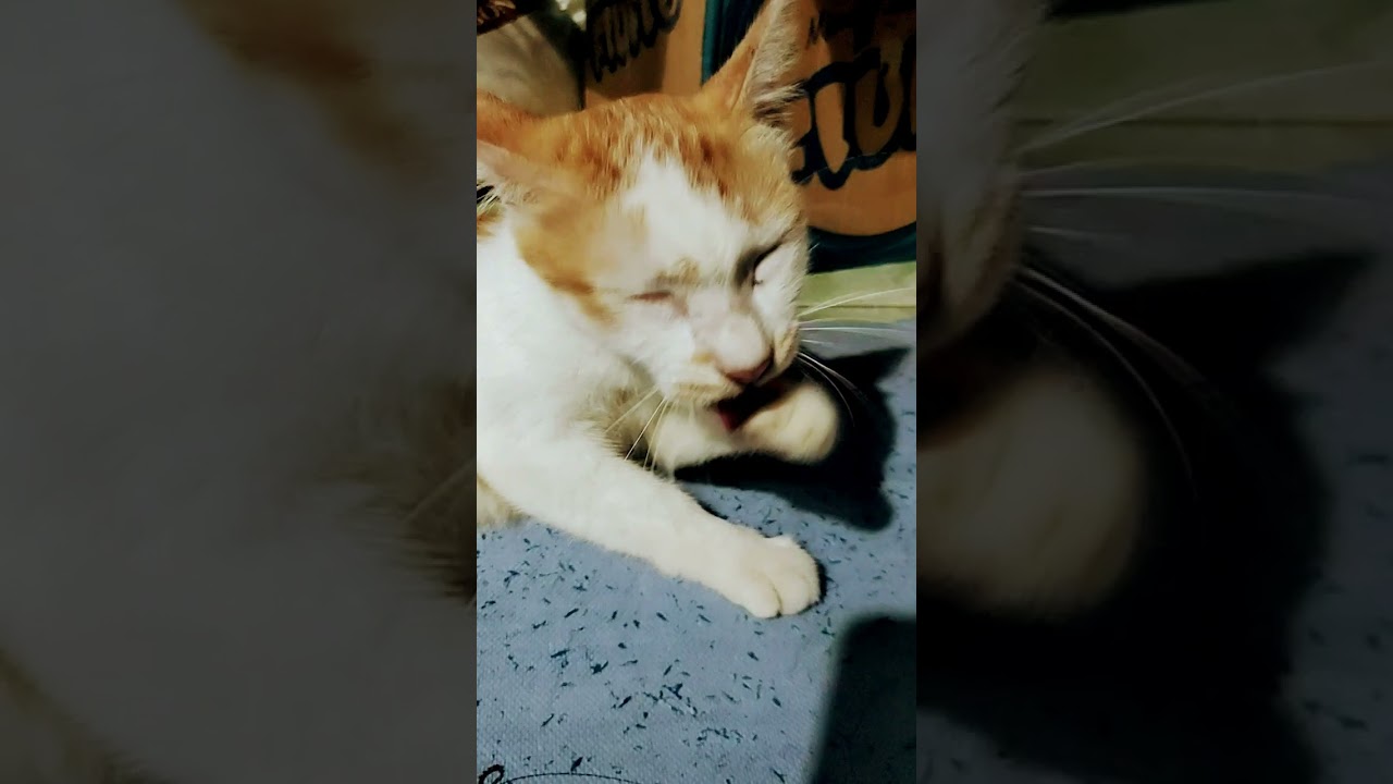 Mandi Kucing YouTube mandi-kucing-youtube