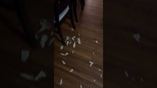 Puppy Creates a Messy Trail Throughout the House