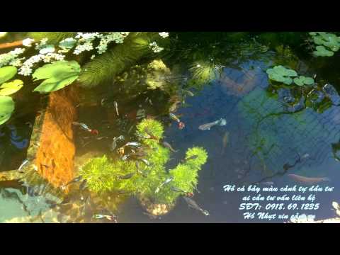 Video Hồ cá bảy màu Thái Lan đẹp - youtube