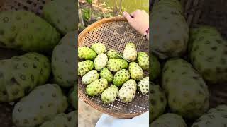 Mấy chị chưa biết sao #tuyensaphia