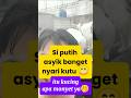 kucing apa monyet ?#cat #catlover #kucinglucu #catvideos #kitten #funnycats