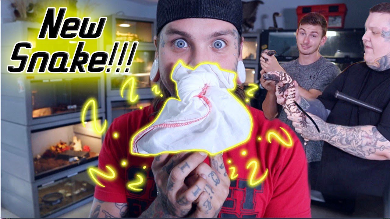 tattoos snack New Venomous Snake! Plus how to clean cages with Chandler