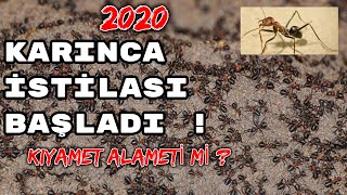 KARINCA İSTİLASI BAŞLADI !!! KIYAMET ALAMETİ Mİ ? 2020 DÜNYA ALARMDA !!!