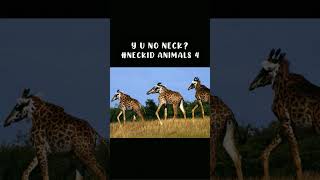 A giraffe with no neck? #shorts