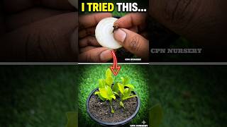 1 Clove + 1 Onion = Magic? 🪄🌱 Testing this crazy garden hack today! #shorts #garden
