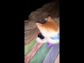 Baby kitten playing with his toy