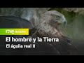 El hombre y la tierra: Capítulo 47 - El águila real II | RTVE Archivo