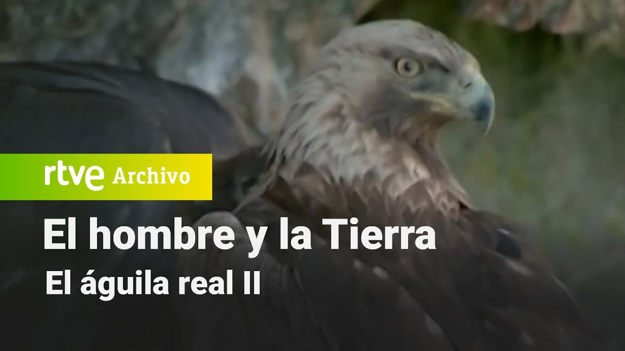 El hombre y la tierra: Capítulo 47 - El águila real II | RTVE Archivo -  YouTube