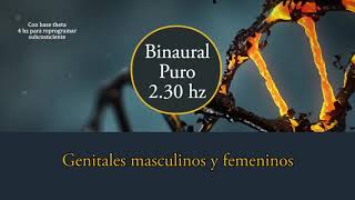 Binaural puro - Pure tone 2.30 hz Genitales Masculinos y femeninos 🧬