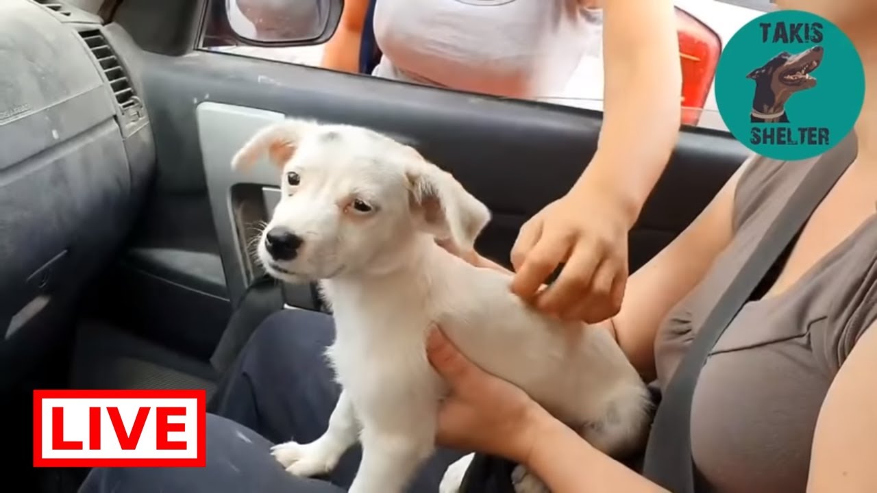 dog saved by dolphin We took the puppy in my foster home away from my shelter for his safety - Takis Shelter