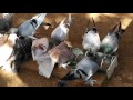 Ленинаканские голуби купаются