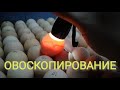 ОВОСКОПИРОВАНИЕ КУРИНЫХ ЯИЦ