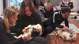 Puppy Yoga Class Involves 10 Golden Retriever Pups