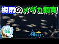 梅雨時期のメダカ飼育のポイントについて～注意点と３つの対策！～【媛めだか】