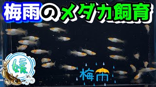 梅雨時期のメダカ飼育のポイントについて～注意点と３つの対策！～【媛めだか】