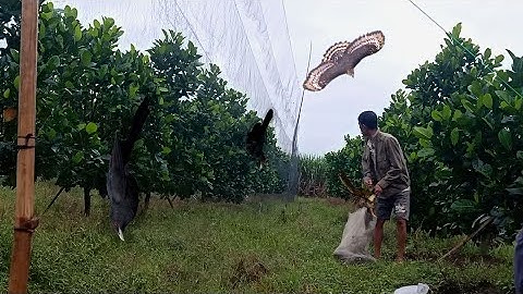 Cách Bẫy Loại Chim Ác Quỷ Bằng Bẫy Tàng Hình 0367.222.444