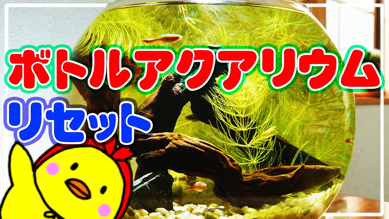 はじめてのボトルアクアリウム 初リセット編 アカヒレ ヤマトヌマエビ Youtube