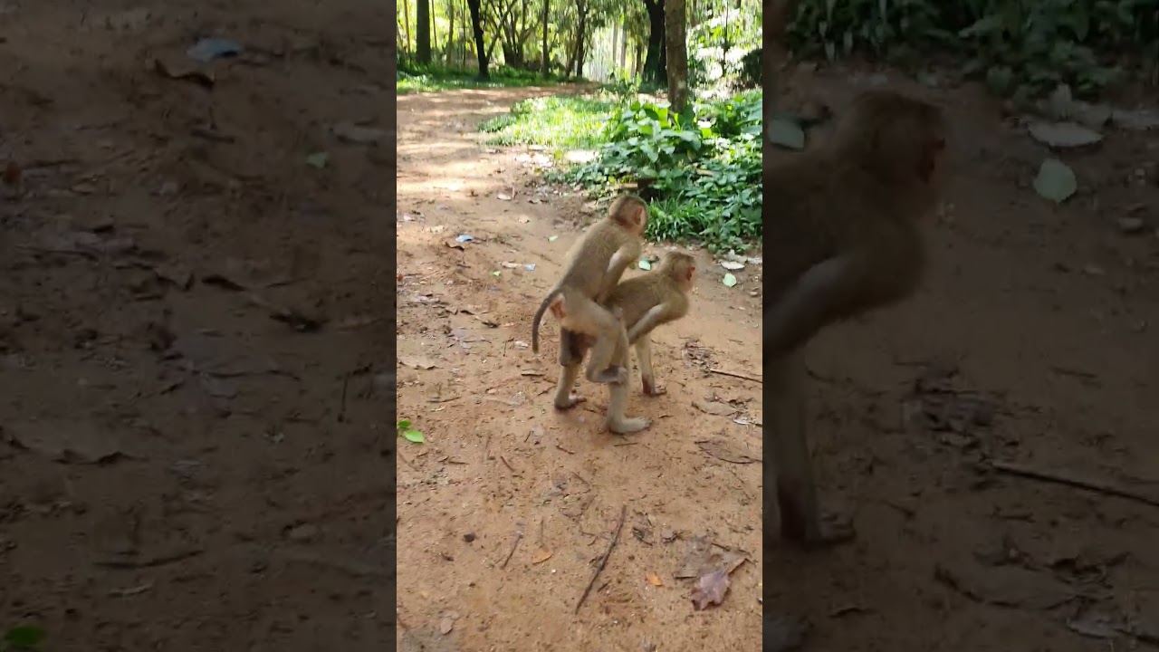 Wild monkey relaxing time 