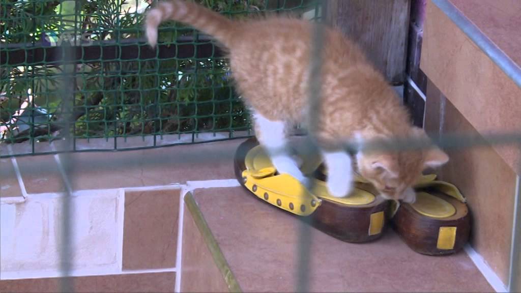 Kočičí útulek Sluníčko