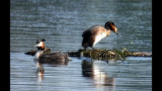 Potápka roháč, Great Crested Grebe, Haubentaucher, Fuut, Большая поганка, Perkoz dwuczuby