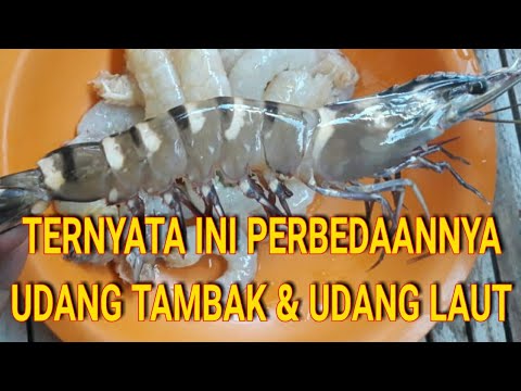 Video: Apa Yang Dimakan Udang Laut?