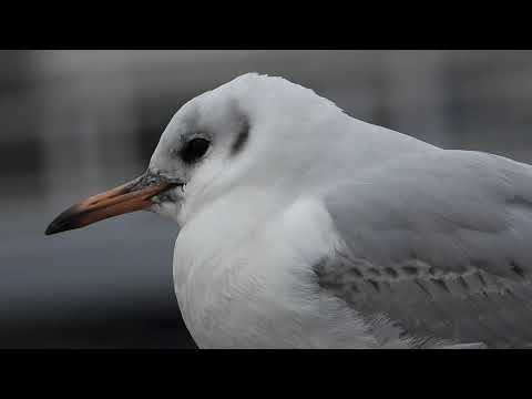 鳥顔図鑑 ユリカモメblack Headed Gull 百合鴎 学名 Larus Ridibundus チドリ目カモメ科 Dscn77 Youtube