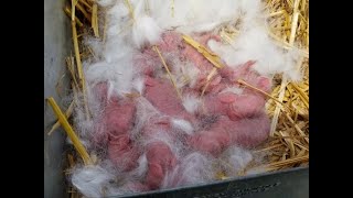 Raising Rabbits: 38 New Baby Bunnies on the Homestead - Good Simple Living