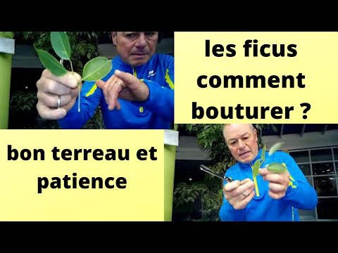 Vidéo: Comment Faire Pousser Du Ficus