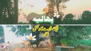 Discover the Rustic Charms of Mandi Bahauddin | A Serene Journey through Trees, Fields, and Wildlife