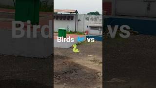 Title:Beautiful Shalik Bird Movements & Cute Gestures 🐦 | Nature Bird#NatureLovers #Birds #ShalikPak