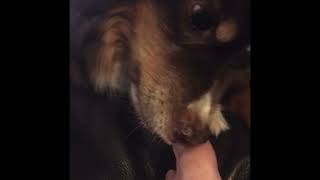 15 min loop ASMR dog biting toenail.