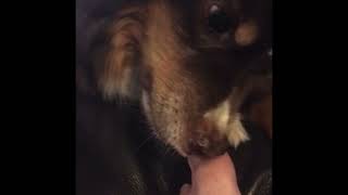 15 Min Loop Asmr Dog Biting Toenail.