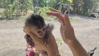 Baby Monkey Bubu Wants To Be Carried