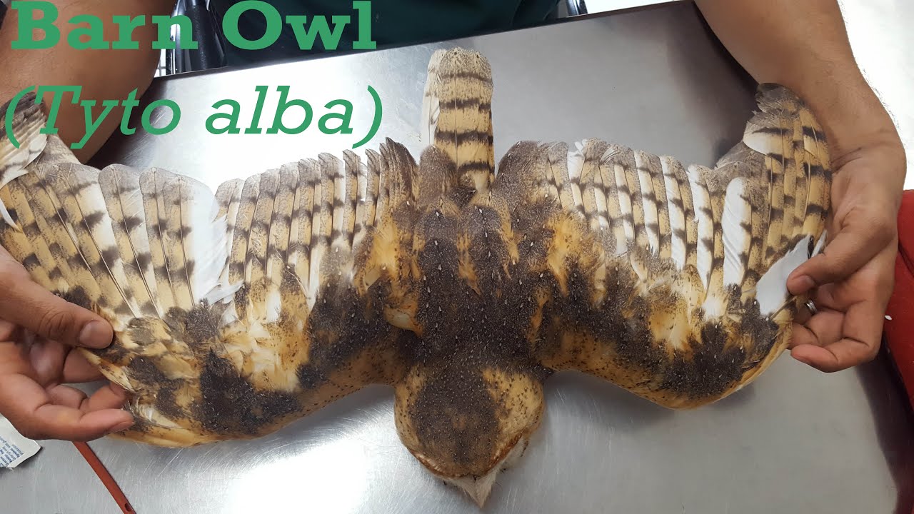 Rescue of an injured Barn Owl. (Tyto alba) 