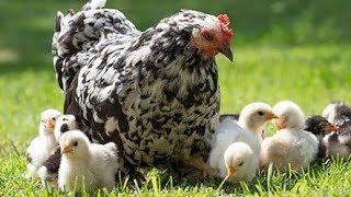 Курица и маленькие цыплята