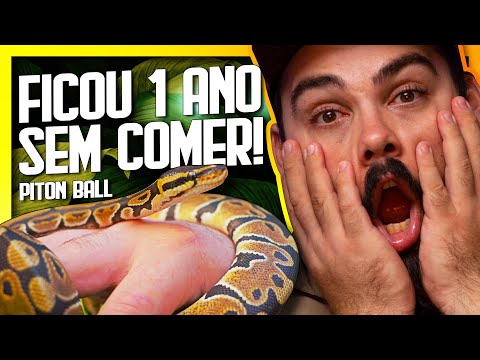 Vídeo: Royal python: descrição, conteúdo no terrário