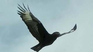 Dance Of Predatorscrested Hawk Eagles Piercing Cry Amidst Turaco & Other Bird Songs